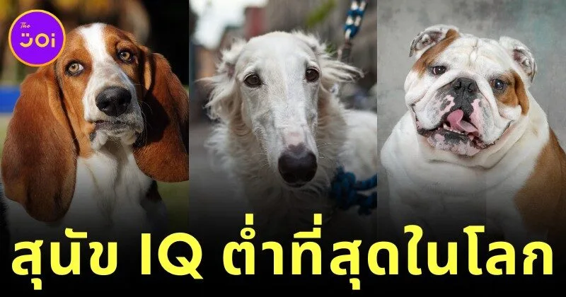 เผย 10 อันดับสายพันธุ์สุนัขที่มีไอคิวต่ำที่สุดในโลก โดย "ดร. สแตนลีย์ โคเรน (Stanley Coren)"