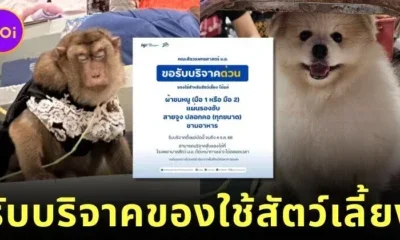 "คณะสัตวแพทย์ มอ." เปิดรับบริจาคสิ่งของสัตว์เลี้ยง ช่วยเพื่อนสี่ขาที่ได้รับผลกระทบจากเหตุการณ์น้ำท่วมภาคใต้