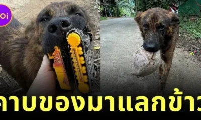 "สนิกเกอร์ส (Snickers)" หมาไทยผู้ซื่อสัตย์ นำของฝากมาแลกข้าวจนกลายเป็นไวรัลทั่วโลก