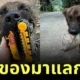 "สนิกเกอร์ส (Snickers)" หมาไทยผู้ซื่อสัตย์ นำของฝากมาแลกข้าวจนกลายเป็นไวรัลทั่วโลก