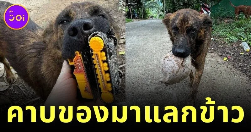 "สนิกเกอร์ส (Snickers)" หมาไทยผู้ซื่อสัตย์ นำของฝากมาแลกข้าวจนกลายเป็นไวรัลทั่วโลก