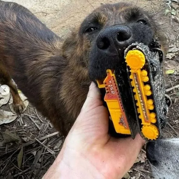 "สนิกเกอร์ส (Snickers)" หมาไทยผู้ซื่อสัตย์ นำของฝากมาแลกข้าวจนกลายเป็นไวรัลทั่วโลก