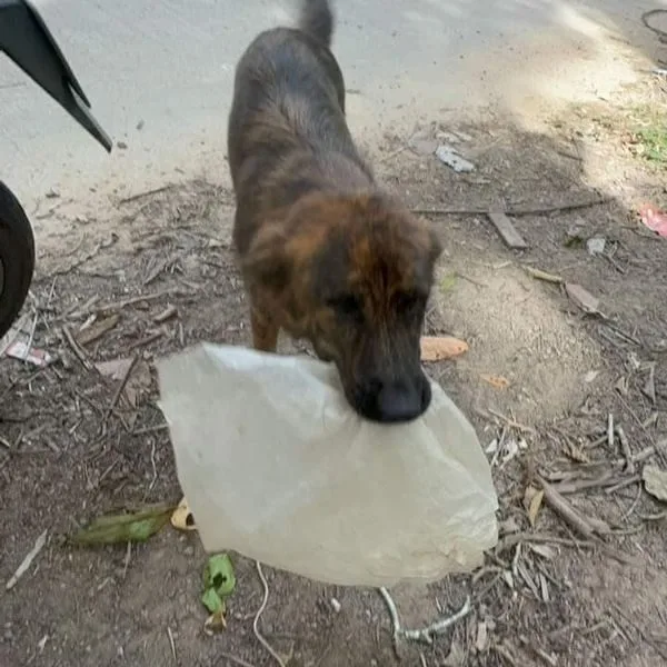 "สนิกเกอร์ส (Snickers)" หมาไทยผู้ซื่อสัตย์ นำของฝากมาแลกข้าวจนกลายเป็นไวรัลทั่วโลก