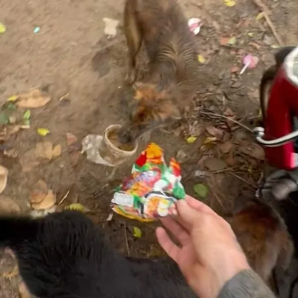 "สนิกเกอร์ส (Snickers)" หมาไทยผู้ซื่อสัตย์ นำของฝากมาแลกข้าวจนกลายเป็นไวรัลทั่วโลก