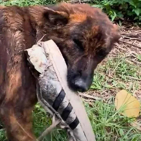 "สนิกเกอร์ส (Snickers)" หมาไทยผู้ซื่อสัตย์ นำของฝากมาแลกข้าวจนกลายเป็นไวรัลทั่วโลก