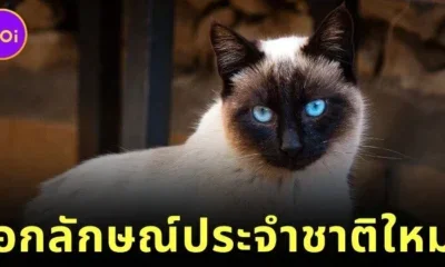 Thai cats New National Icon Pets