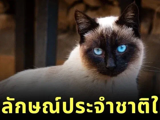 Thai cats New National Icon Pets