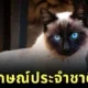 Thai cats New National Icon Pets