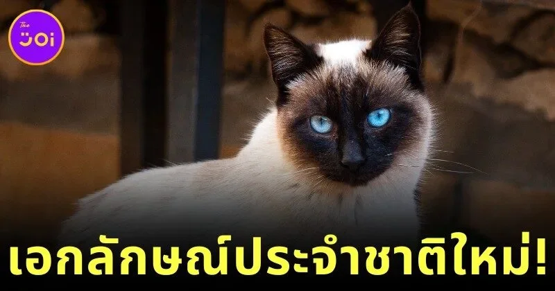 Thai cats New National Icon Pets