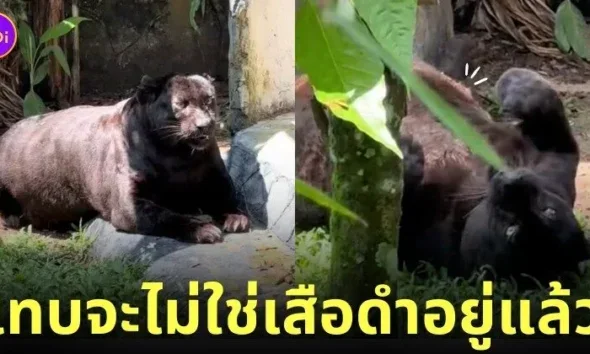 เสือดำอ้วนในสวนสัตว์มาเลเซีย