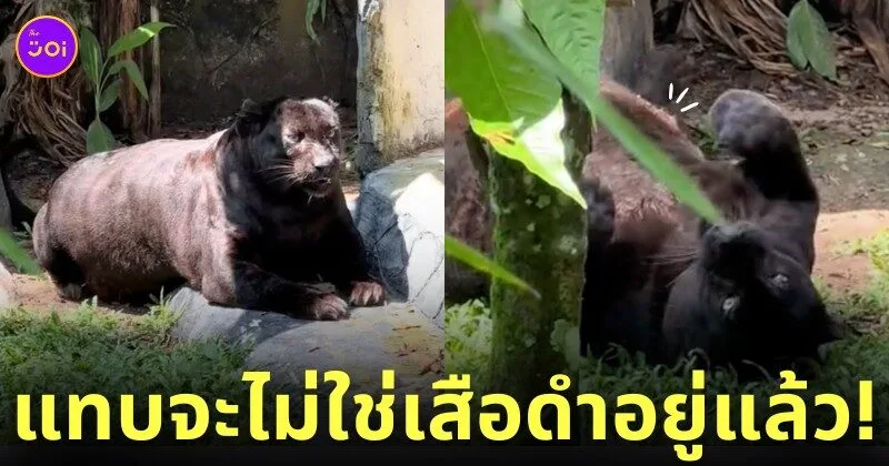 เสือดำอ้วนในสวนสัตว์มาเลเซีย