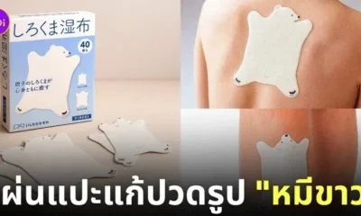 แผ่นแปะแก้ปวดลายหมีขาว