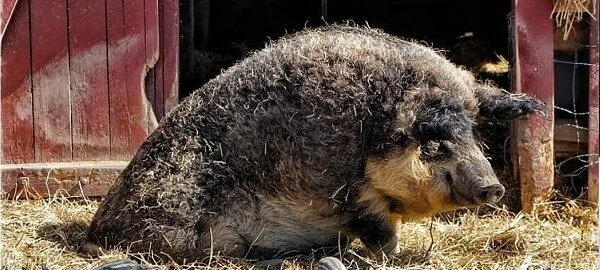 "หมูมังกาลิซา (Mangalica)" หมูขนหยิกเหมือนแกะ สัตว์หายากจากฮังการีที่ทั้งน่ารักและทรงคุณค่า