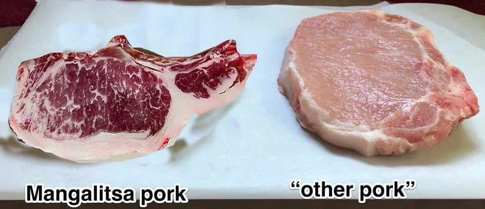 "หมูมังกาลิซา (Mangalica)" หมูขนหยิกเหมือนแกะ สัตว์หายากจากฮังการีที่ทั้งน่ารักและทรงคุณค่า