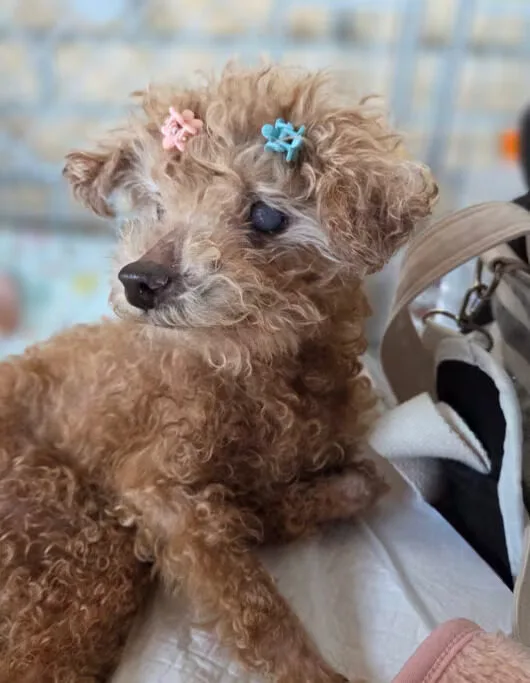 "คิมซอฮยอง (Kim Seo-hyung)" ดาราเกาหลีชื่อดัง รับสุนัขชรามาอยู่ด้วย หวังให้เป็นบ้านหลังสุดท้าย