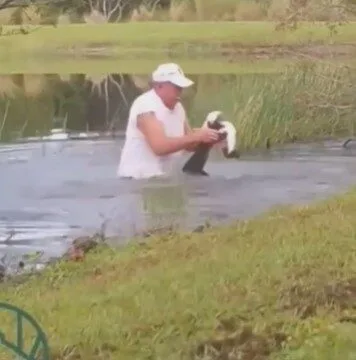 คุณปู่วัย 74 ปี สู้กับจระเข้ เพื่อช่วยชีวิตน้องหมาตัวน้อย ก่อนเอาออกจากปากนักล่าได้อย่างปลอดภัย