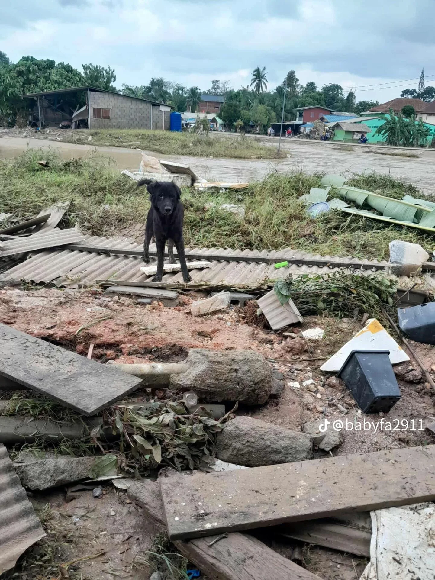 คุณลุงที่หนีน้ำท่วมร้องไห้เพราะต้องพรากจากหมารัก ล่าสุดพบเจ้าตูบหลังน้ำลดแล้ว!