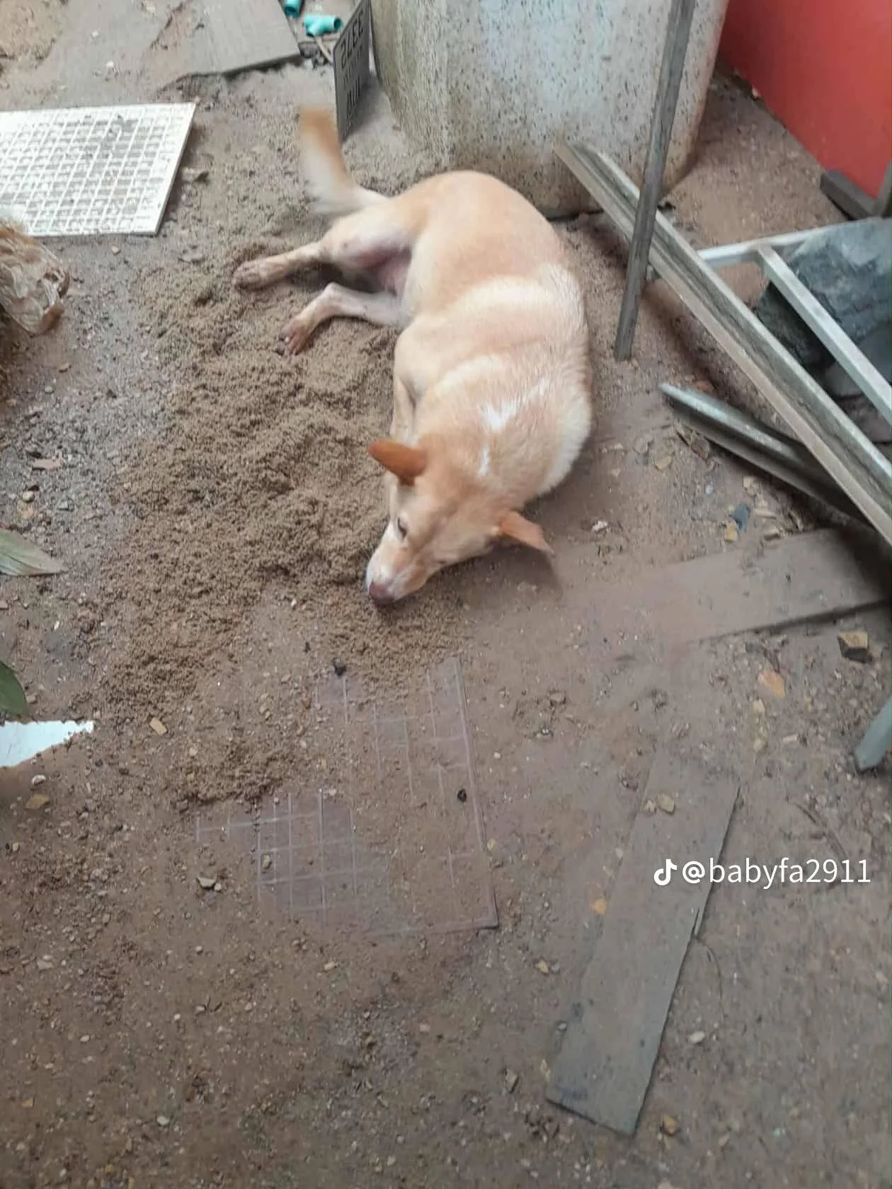 คุณลุงที่หนีน้ำท่วมร้องไห้เพราะต้องพรากจากหมารัก ล่าสุดพบเจ้าตูบหลังน้ำลดแล้ว!