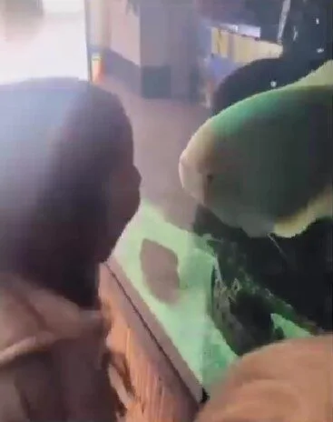 เจ้าปลาในตู้สุดจะทนเด็กขี้แกล้ง เลยทำหน้าล้อเลียนใส่ ทำเอาเด็กน้อยถึงกับผวา!