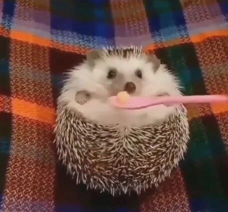 เจ้าเม่นแคระกำลังอารมณ์บ่จอย แต่พอได้กินอาหาร สีหน้าของน้องก็เปลี่ยนไปราวกับคนละคน