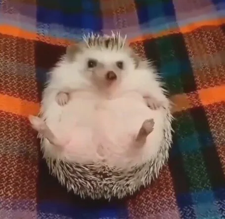 เจ้าเม่นแคระกำลังอารมณ์บ่จอย แต่พอได้กินอาหาร สีหน้าของน้องก็เปลี่ยนไปราวกับคนละคน