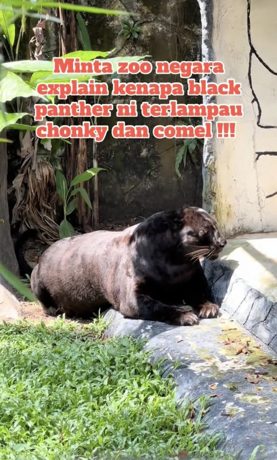 คลิปเสือดำอ้วนเหมือนหมี TikTok