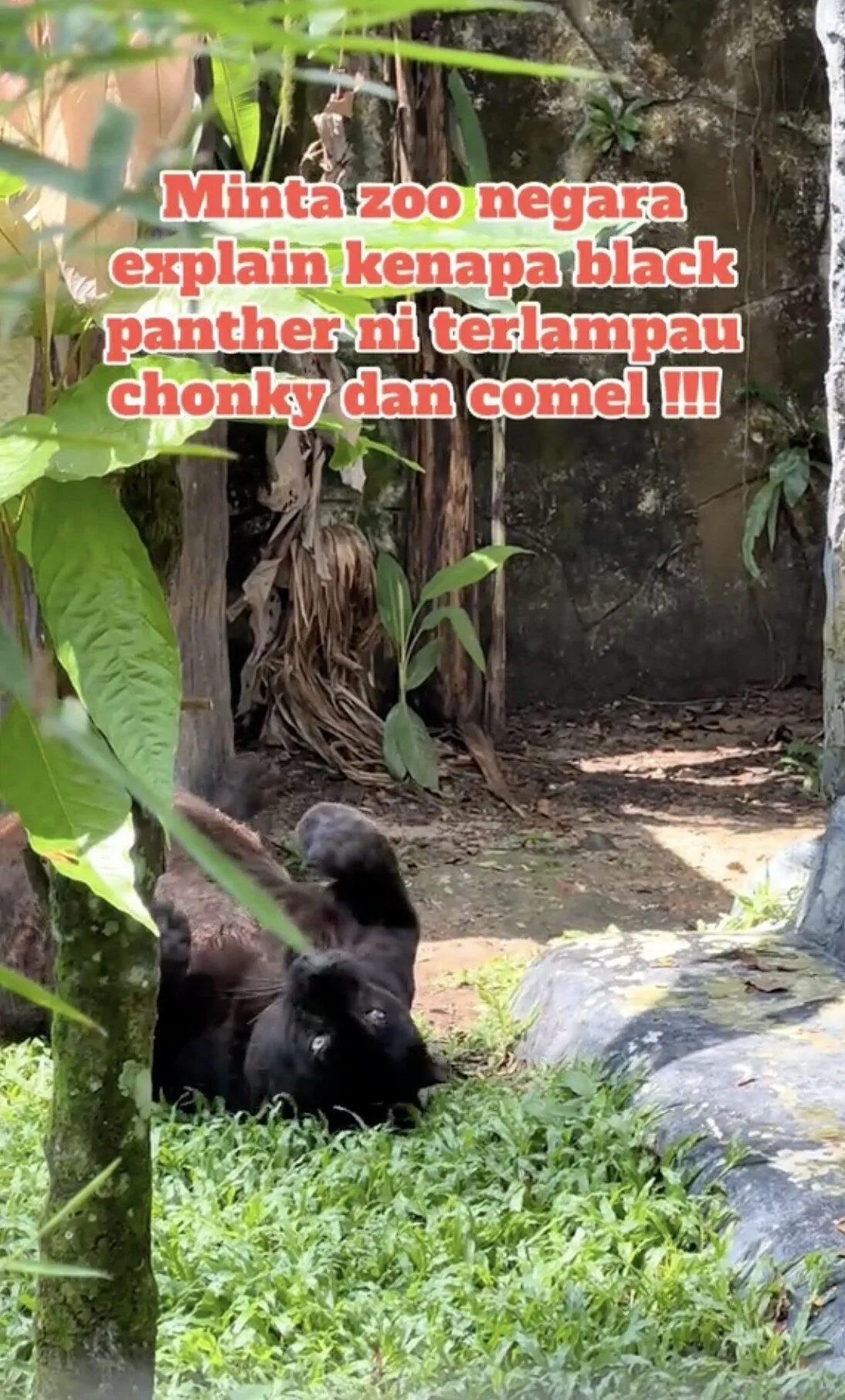 คลิปเสือดำอ้วนเหมือนหมี TikTok