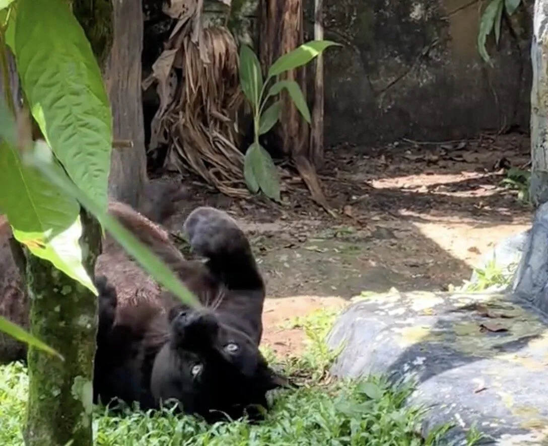 คลิปเสือดำอ้วนเหมือนหมี TikTok