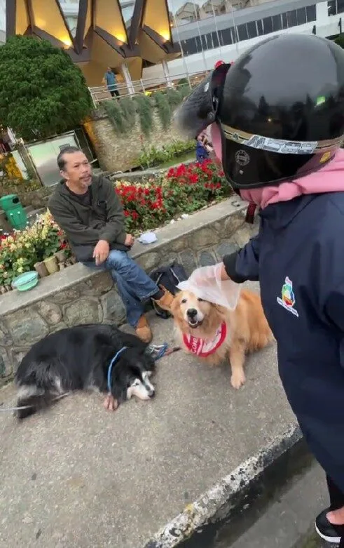 เจ้าของสุนัขในมาเลเซียเตรียม "ถุงมือพลาสติก" ให้ชาวมุสลิมที่อยากลูบหมา ทำชาวเน็ตเห็นแล้วใจฟูจนอดยิ้มตามไม่ได้