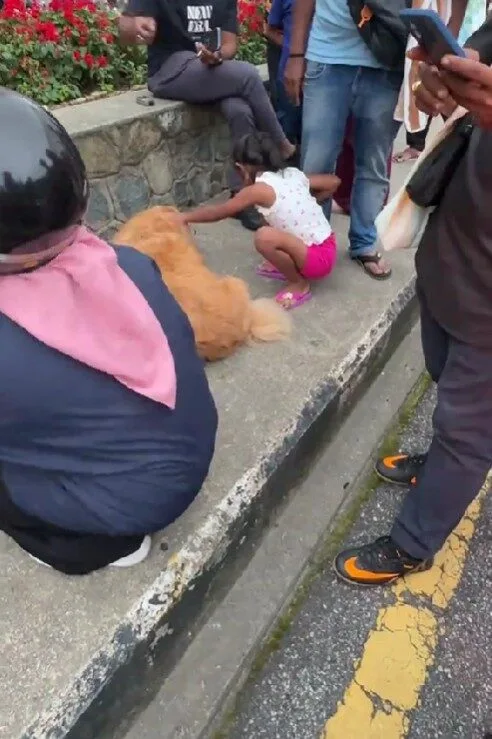 เจ้าของสุนัขในมาเลเซียเตรียม "ถุงมือพลาสติก" ให้ชาวมุสลิมที่อยากลูบหมา ทำชาวเน็ตเห็นแล้วใจฟูจนอดยิ้มตามไม่ได้
