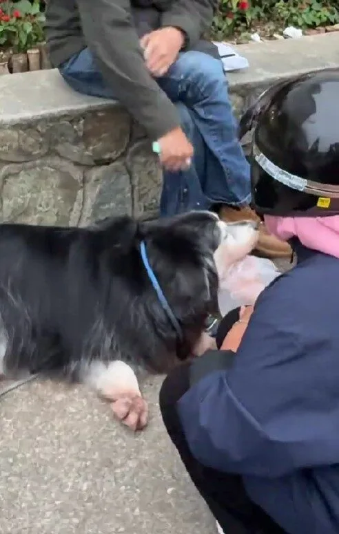 เจ้าของสุนัขในมาเลเซียเตรียม "ถุงมือพลาสติก" ให้ชาวมุสลิมที่อยากลูบหมา ทำชาวเน็ตเห็นแล้วใจฟูจนอดยิ้มตามไม่ได้