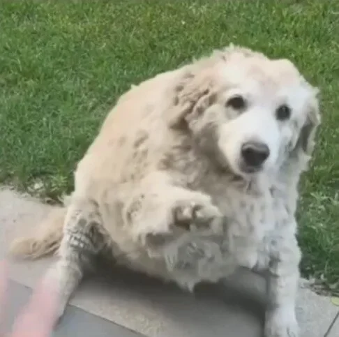 แก่ยังแจ๋ว! น้องหมาลาบราดอร์อายุ 20 ปี โชว์โบกมือทักทายตามคำสั่งคน น่ารักนุ้บนิ้บจนกลายเป็นไวรัล!