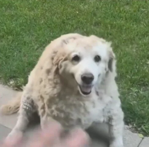 แก่ยังแจ๋ว! น้องหมาลาบราดอร์อายุ 20 ปี โชว์โบกมือทักทายตามคำสั่งคน น่ารักนุ้บนิ้บจนกลายเป็นไวรัล!