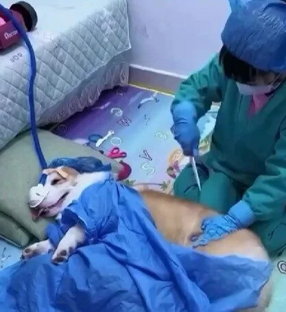 เด็กน้อยเล่นเป็นหมอมีคนไข้เป็นเจ้าตูบ การแสดงของเพื่อนสี่ขาสมจริงเกินต้าน จนคลิปกลายเป็นไวรัล!