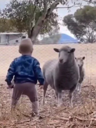 หนูน้อยยืนทำหน้าโหดใส่แกะ แต่งานนี้ไม่มีใครยอมใคร เพราะคนที่จะครอบครองสวนหลังบ้านมีเพียงแค่หนึ่งเดียว!