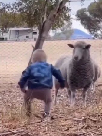 หนูน้อยยืนทำหน้าโหดใส่แกะ แต่งานนี้ไม่มีใครยอมใคร เพราะคนที่จะครอบครองสวนหลังบ้านมีเพียงแค่หนึ่งเดียว!