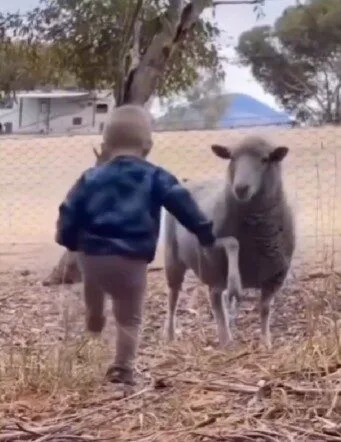 หนูน้อยยืนทำหน้าโหดใส่แกะ แต่งานนี้ไม่มีใครยอมใคร เพราะคนที่จะครอบครองสวนหลังบ้านมีเพียงแค่หนึ่งเดียว!