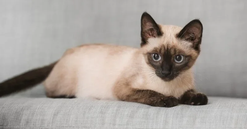 คณะรัฐมนตรีอนุมัติ "แมวไทย" เป็นเอกลักษณ์ประจำชาติ ประเภทสัตว์เลี้ยง เพื่ออนุรักษ์และต่อยอดเศรษฐกิจ