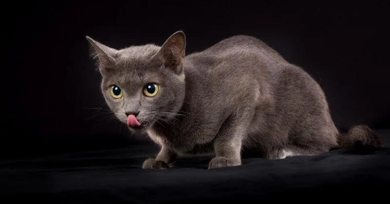 คณะรัฐมนตรีอนุมัติ "แมวไทย" เป็นเอกลักษณ์ประจำชาติ ประเภทสัตว์เลี้ยง เพื่ออนุรักษ์และต่อยอดเศรษฐกิจ