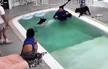 เจ้าหมาโดเบอร์แมนขี้อิจฉา! แกล้ง "ตกน้ำ" เอง หลังเห็นน้องหมาตัวเล็กได้ความสนใจจากเจ้าของ