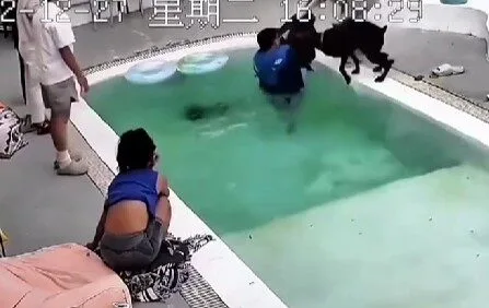 เจ้าหมาโดเบอร์แมนขี้อิจฉา! แกล้ง "ตกน้ำ" เอง หลังเห็นน้องหมาตัวเล็กได้ความสนใจจากเจ้าของ