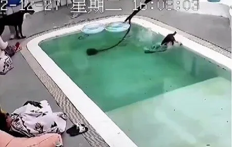 เจ้าหมาโดเบอร์แมนขี้อิจฉา! แกล้ง "ตกน้ำ" เอง หลังเห็นน้องหมาตัวเล็กได้ความสนใจจากเจ้าของ