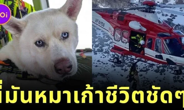"อนาคิน (Anakin)" เจ้าหมาฮัสกี้ตกเหวในอิตาลีนาน 24 ชั่วโมง แต่รอดชีวิตมาได้ราวปาฏิหาริย์!