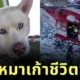 "อนาคิน (Anakin)" เจ้าหมาฮัสกี้ตกเหวในอิตาลีนาน 24 ชั่วโมง แต่รอดชีวิตมาได้ราวปาฏิหาริย์!