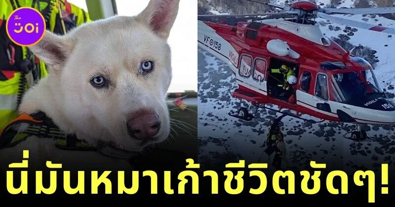 "อนาคิน (Anakin)" เจ้าหมาฮัสกี้ตกเหวในอิตาลีนาน 24 ชั่วโมง แต่รอดชีวิตมาได้ราวปาฏิหาริย์!