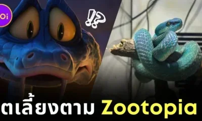 "Zootopia 2" ฟีเวอร์! วัยรุ่นจีนแห่ซื้อ "งูพิษสีฟ้า" มาเลี้ยงจริง หลังหลงเสน่ห์ "เจ้างูพิษแกรี่ (Gary De’Snake)"