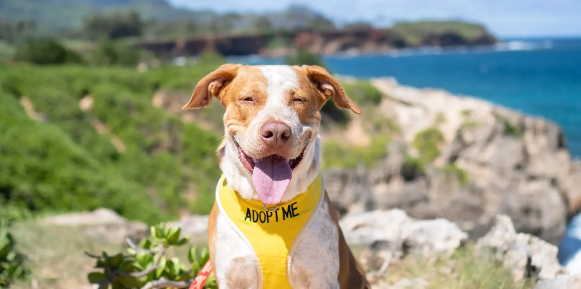 ศูนย์พักพิงสุนัขบน "เกาะคาไว" ในฮาวาย อนุญาตให้นักท่องเที่ยวพาหมาหาบ้านไปเที่ยวด้วยได้ 1 วัน