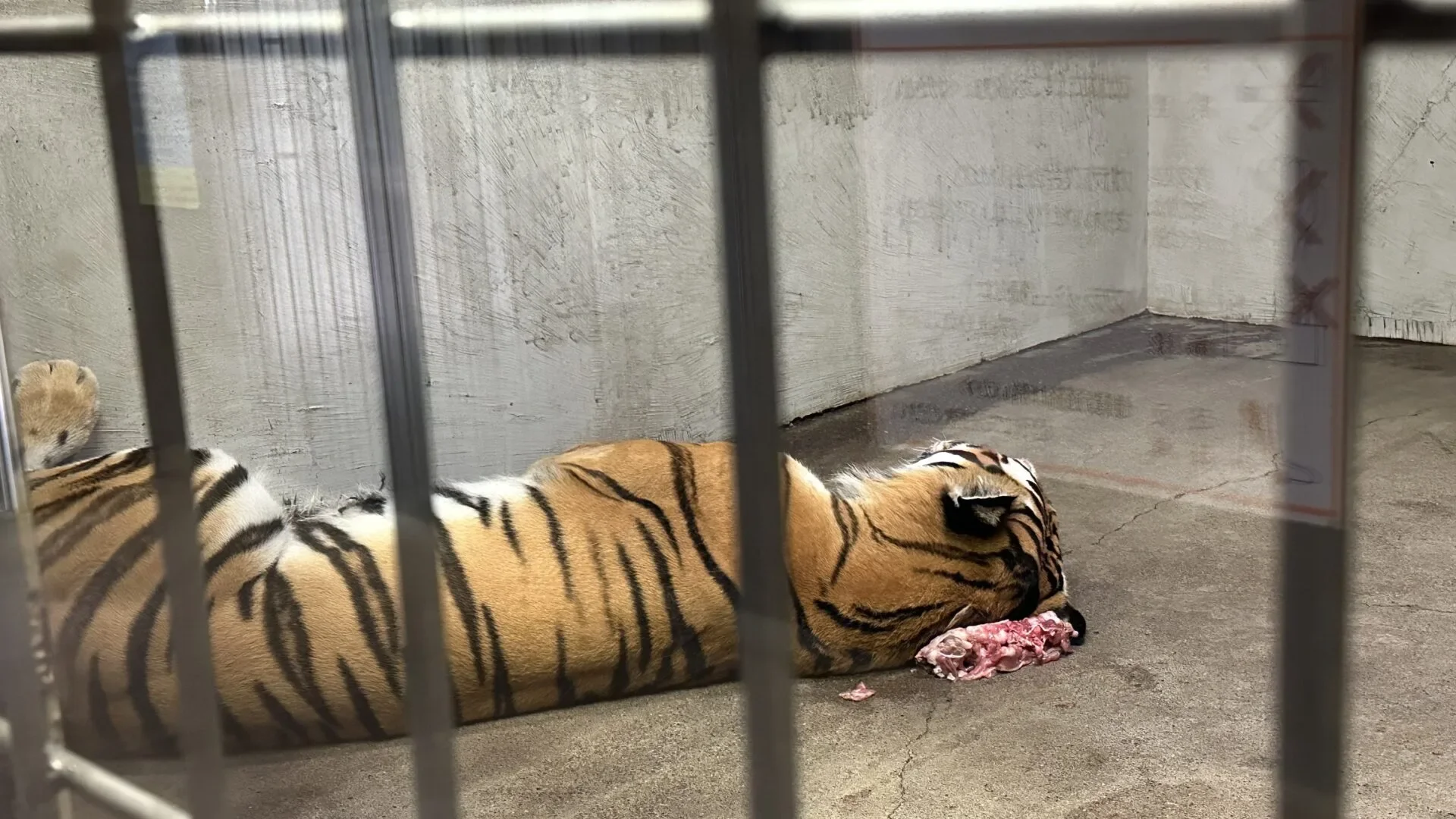 เสือโคร่งนอนบนเนื้อ