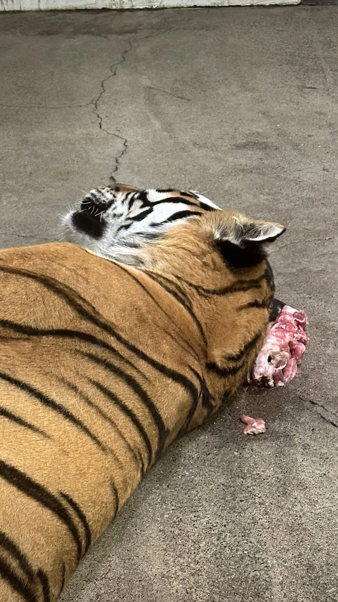 เสือโคร่งนอนบนเนื้อ