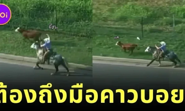 ตำรวจสหรัฐฯ ไล่จับวัวหลุดไม่สำเร็จ งานนี้เลยต้องพึ่งคาวบอยตัวจริง!